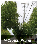 v-crotch prune