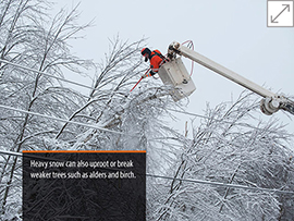 tree trimming image winter