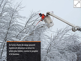  Entretien des arbres en hiver