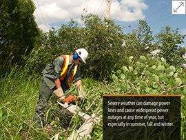 tree maintenance image summer