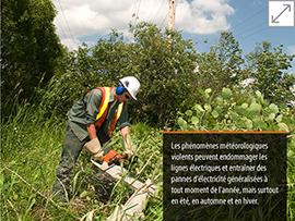 Entretien des arbres en été