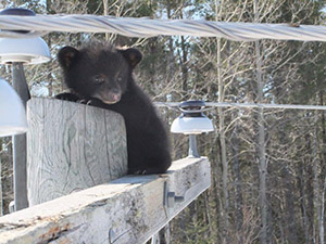 bears on pole