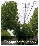 Élagage en fourche-V