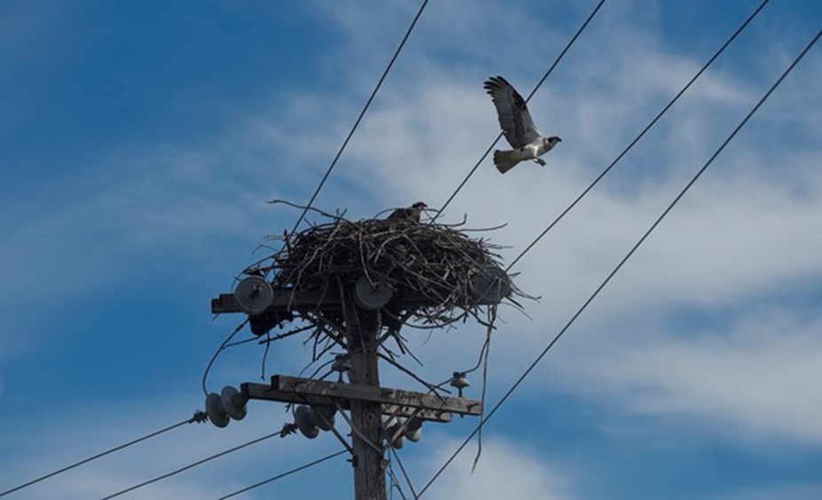 The Birds Are Back In Town